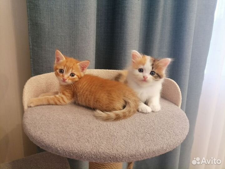 Кошки в добрые руки бесплатно