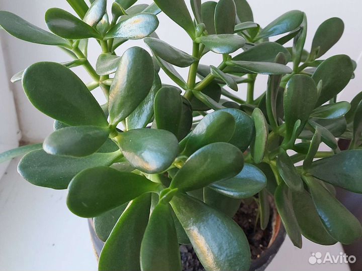 Толстянка, денежное дерево