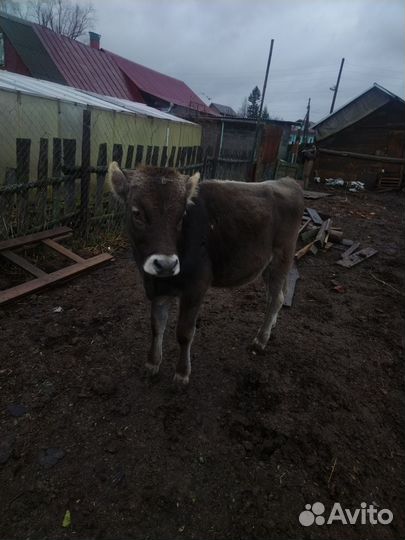 2бычка на откорм
