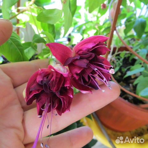 Продам фуксии, папоротники и др