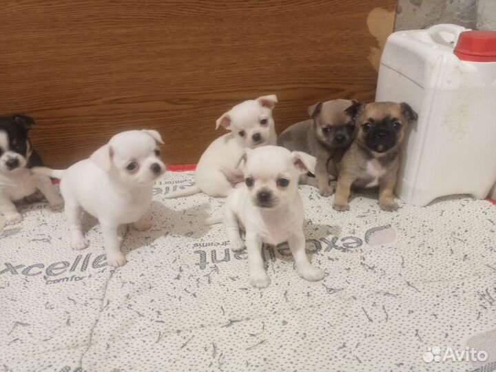 Щенки чихуахуа мини