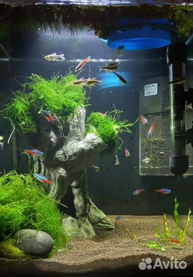 Ракушки, галька, кораллы