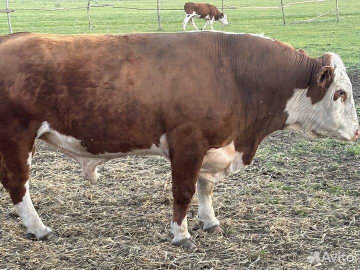 Коровы с телятами бык