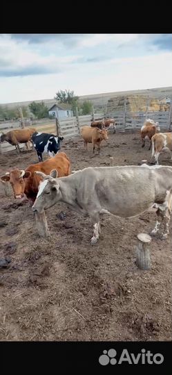 Корова стельная