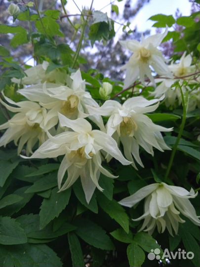 Княжик Лемон Дрим