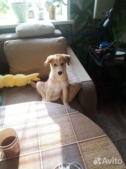 Отдам щенка в добрые руки