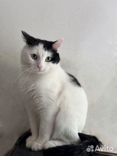 Котик 1.5 года в добрые руки