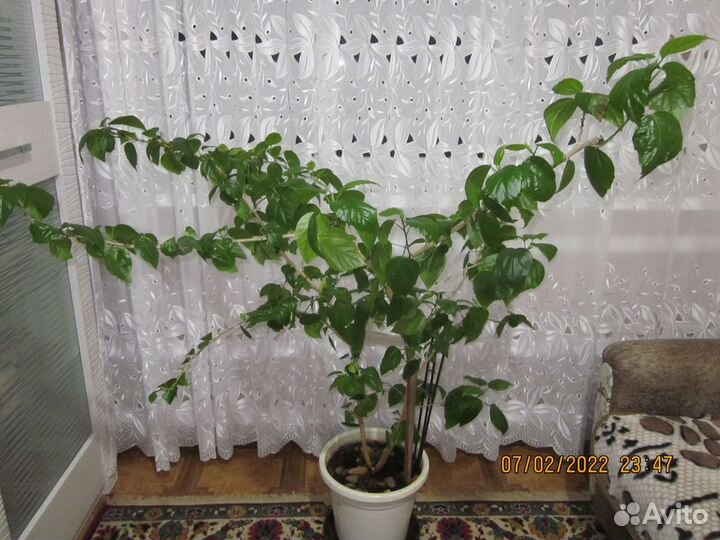 Гибискус китайская роза
