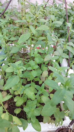 Рассада цветов