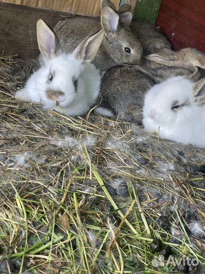 Крольчата