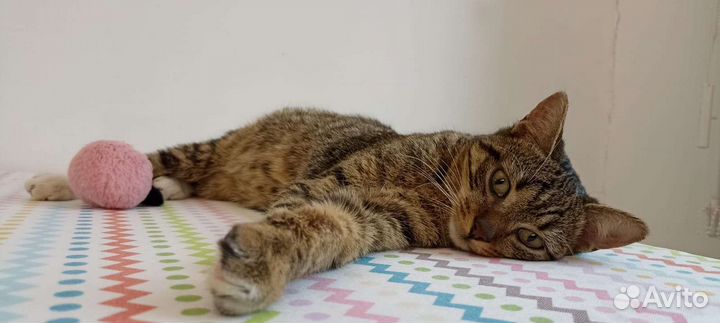 Котик Карасик ищет дом