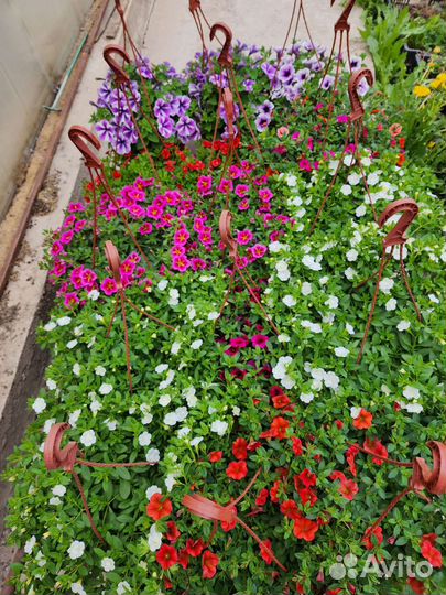 Петуния ампельная в кашпо