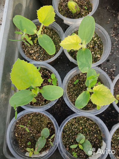 Рассада тыквы и дыни