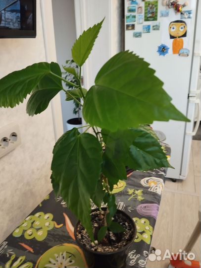 Гибискус китайская роза