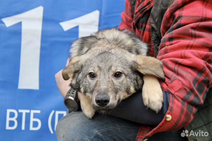 Собака из приюта в добрые руки. Поночка