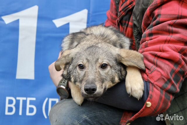 Собака из приюта в добрые руки. Поночка