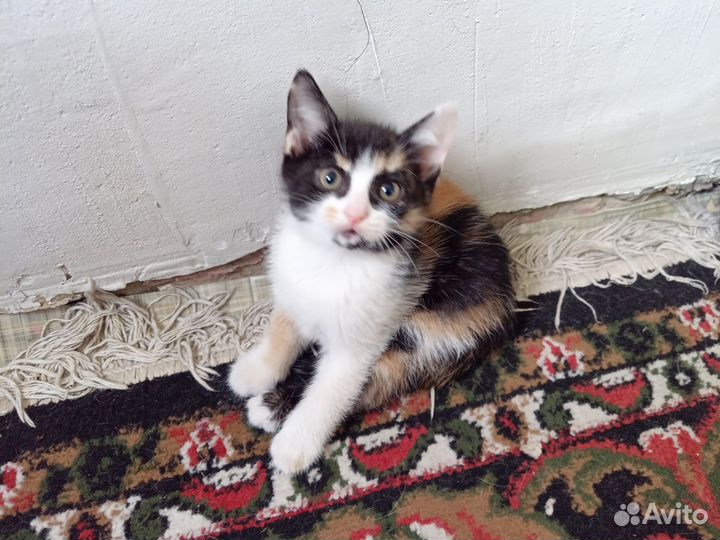 Котята
