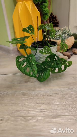 Монстера, филодендрон, драцена, гибискус