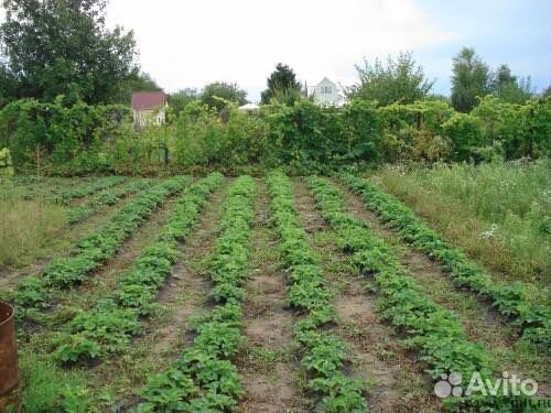 Семенной картофель