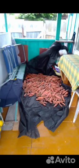 Морковь на корм животным