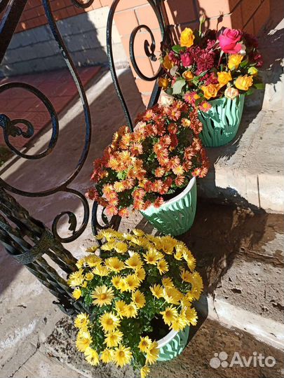 Цветы хризантемы голландской селекции -мультифлора