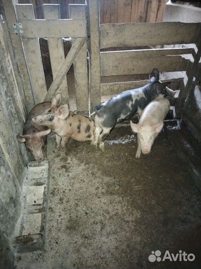 Поросята