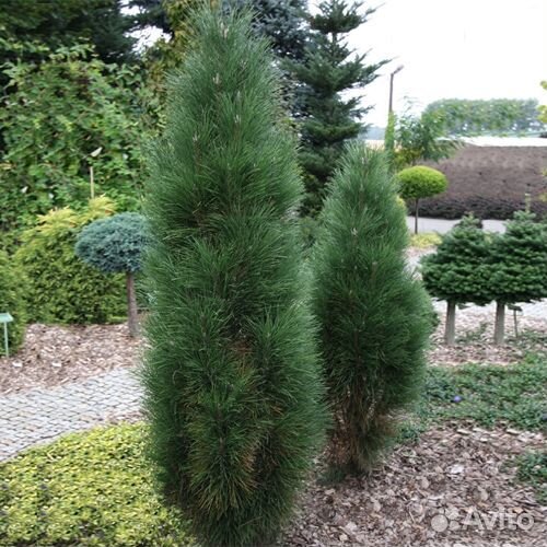 Сосна черная Green Tower 40+см