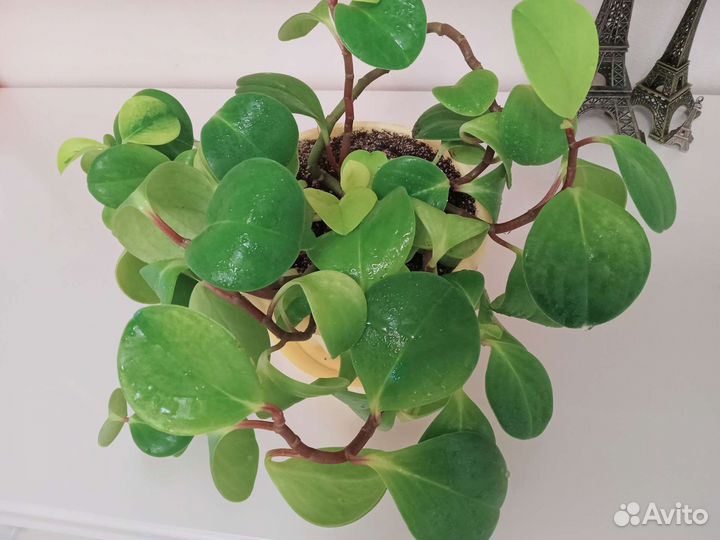 Пеперомия туполистная вариегатная