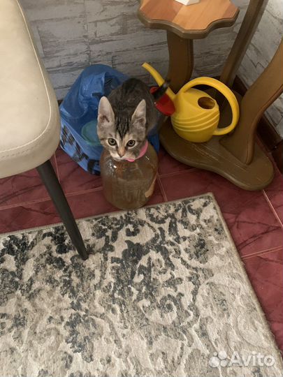 Кошка девочка 2 месяца