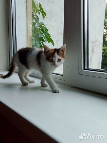 Домашние животные котята бесплатно