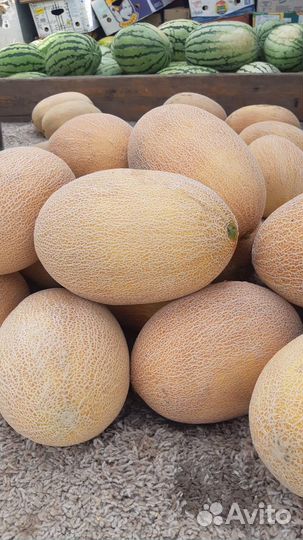 Арбузы дыня оптом