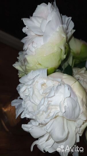 Корни пионов сортов А Скакодуба