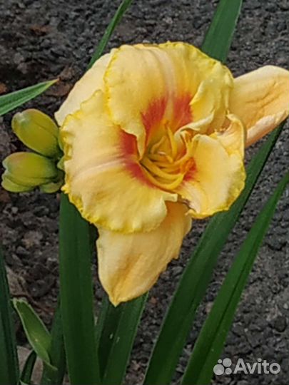 Саженцы многолетних цветов