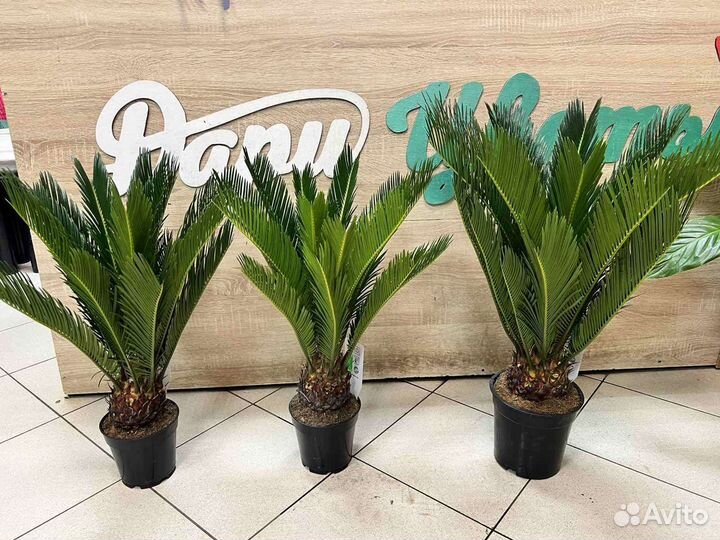 Пальма Цикас