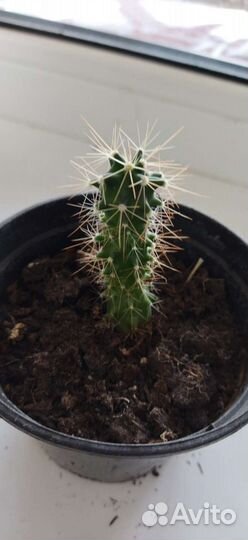 Толстянка, кактусы, эустома