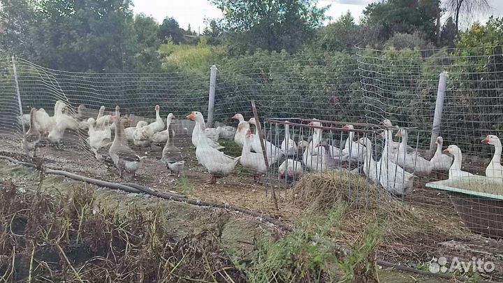 Гуси