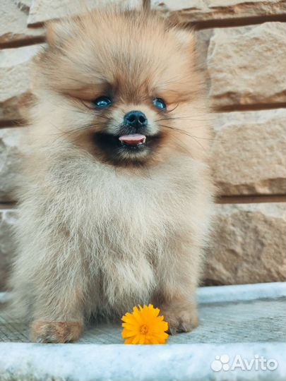 Померанский шпиц медвежьего типа