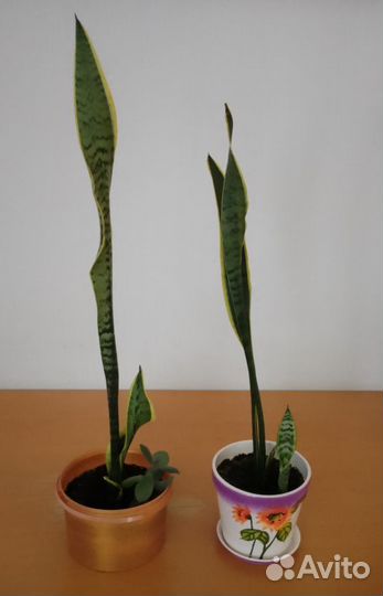 Замиокулькас, сансевиерия и др