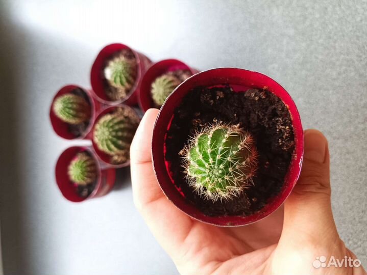 Кактусы дети цветущего кактуса