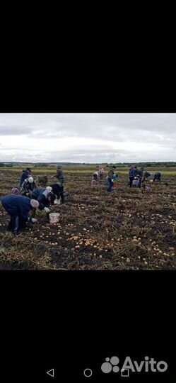 Продам картофель Гала