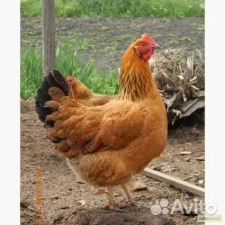 Инкубационное яйцо кучинской юбилейной породы кур