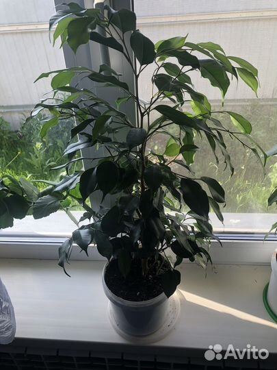 Фикус бенджамина