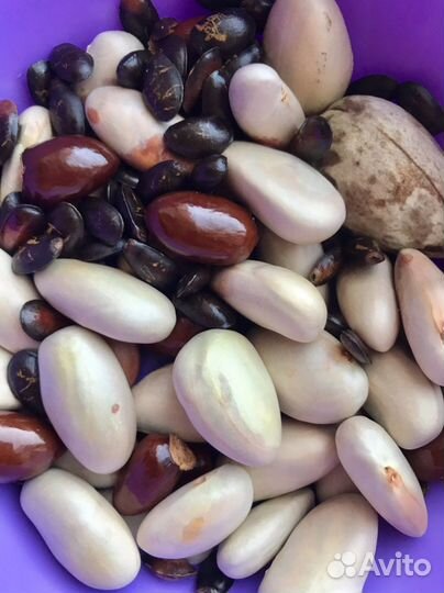 Семена экзотических растений