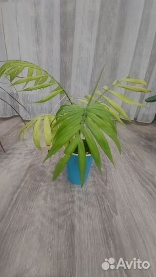 Комнатные растения цветы