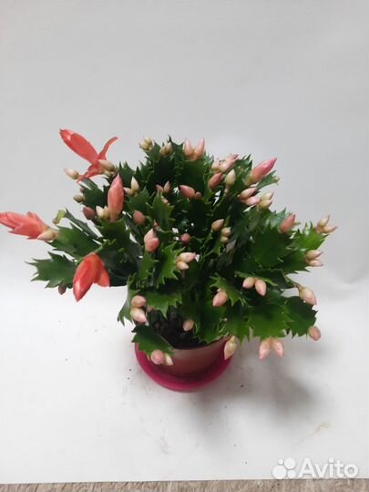 Декабрист шлюмбергера оранжевый