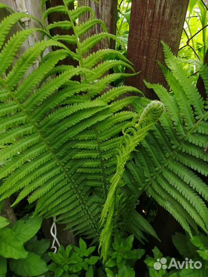 Папоротник садовый