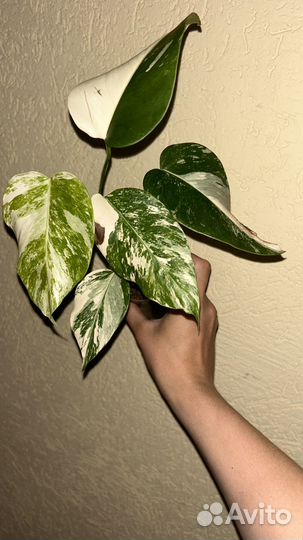 Монстера альба, алоказия, филодендрон