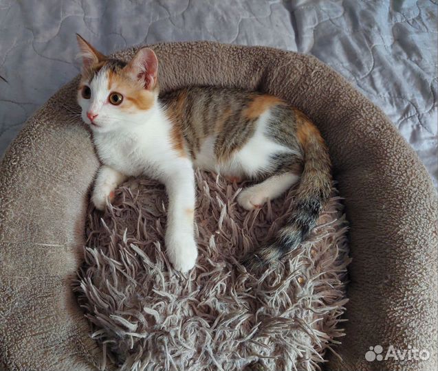 Девочка 4 месяца