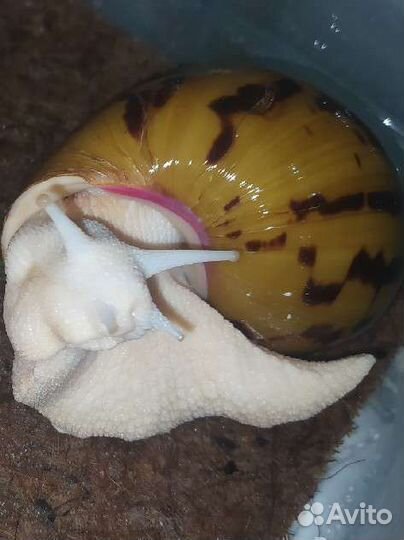 Улитка альбино