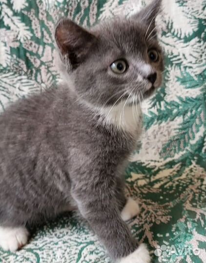 Отдам бесплатно котеночка, девочка. Очень умная